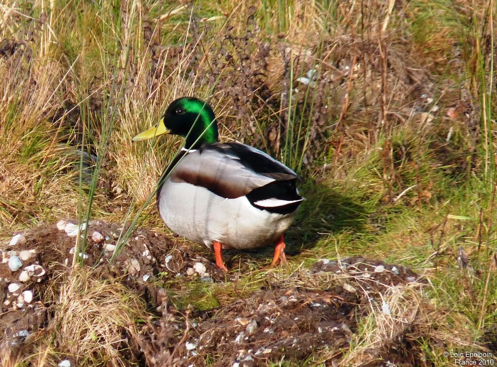 Canard colvert