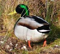 Canard colvert