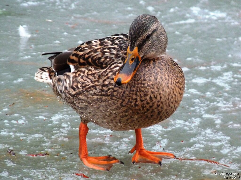 Canard colvert