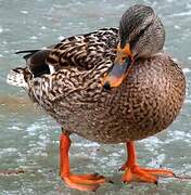 Mallard