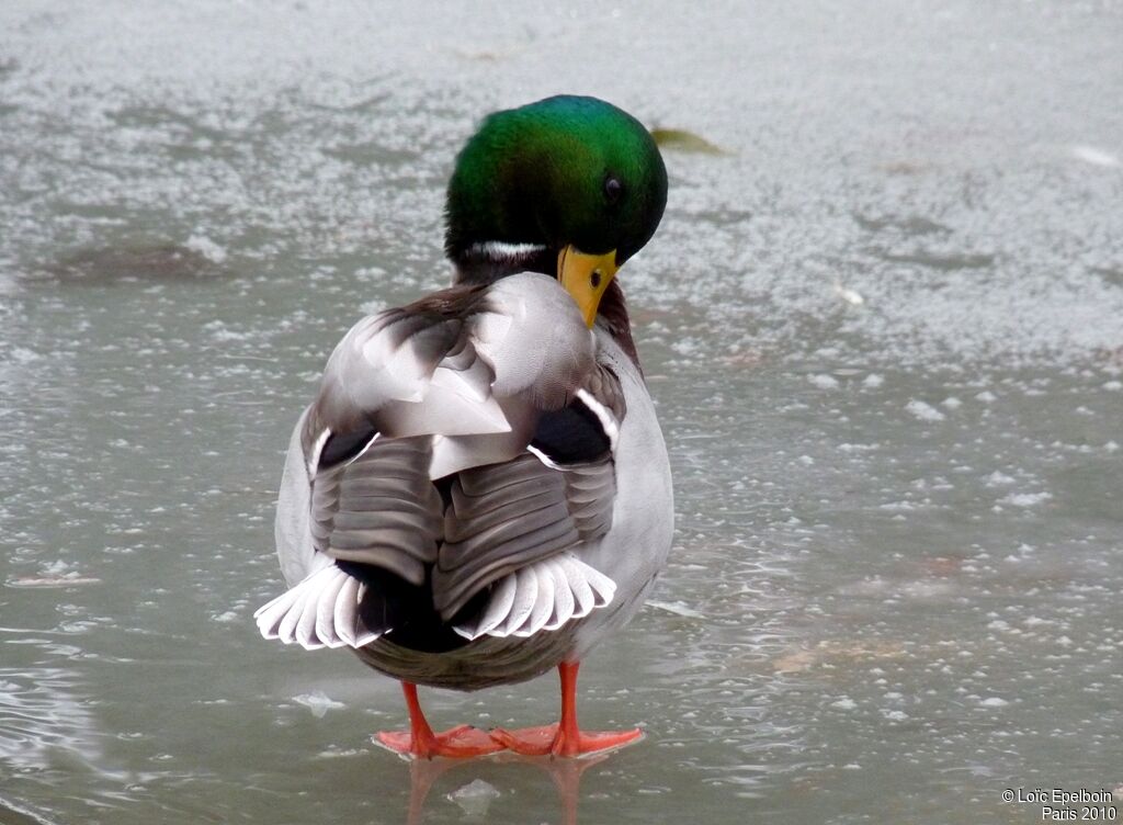 Canard colvert