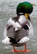 Canard colvert