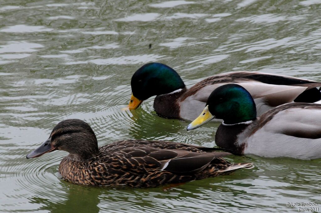 Canard colvert