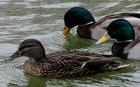 Canard colvert