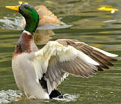 Canard colvert