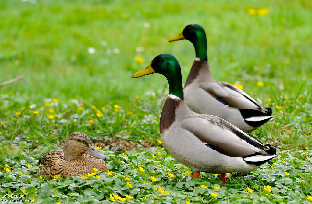 Canard colvert mâle adulte, pigmentation