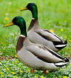 Canard colvert