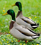 Canard colvert