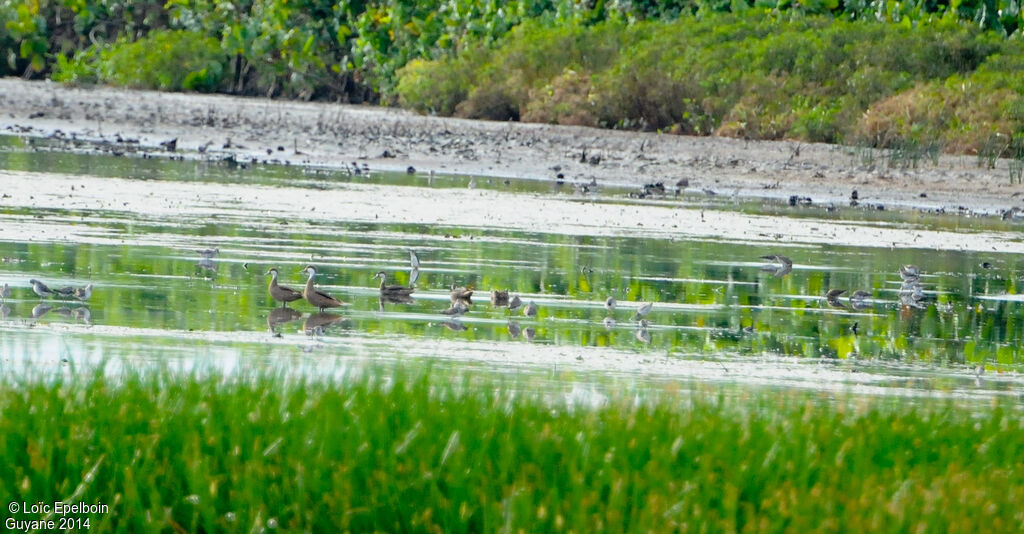 White-cheeked Pintail