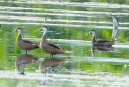 White-cheeked Pintail