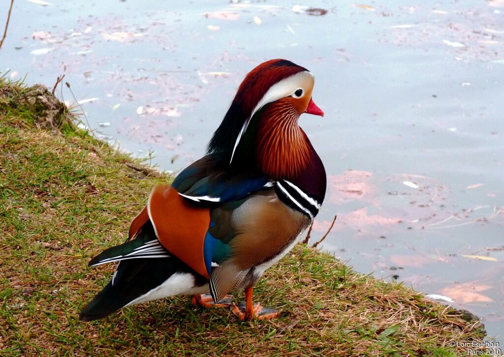Canard mandarin