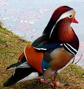 Mandarin Duck