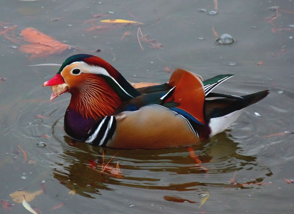 Canard mandarin