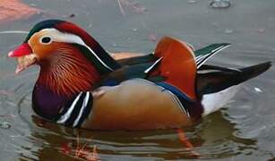 Mandarin Duck