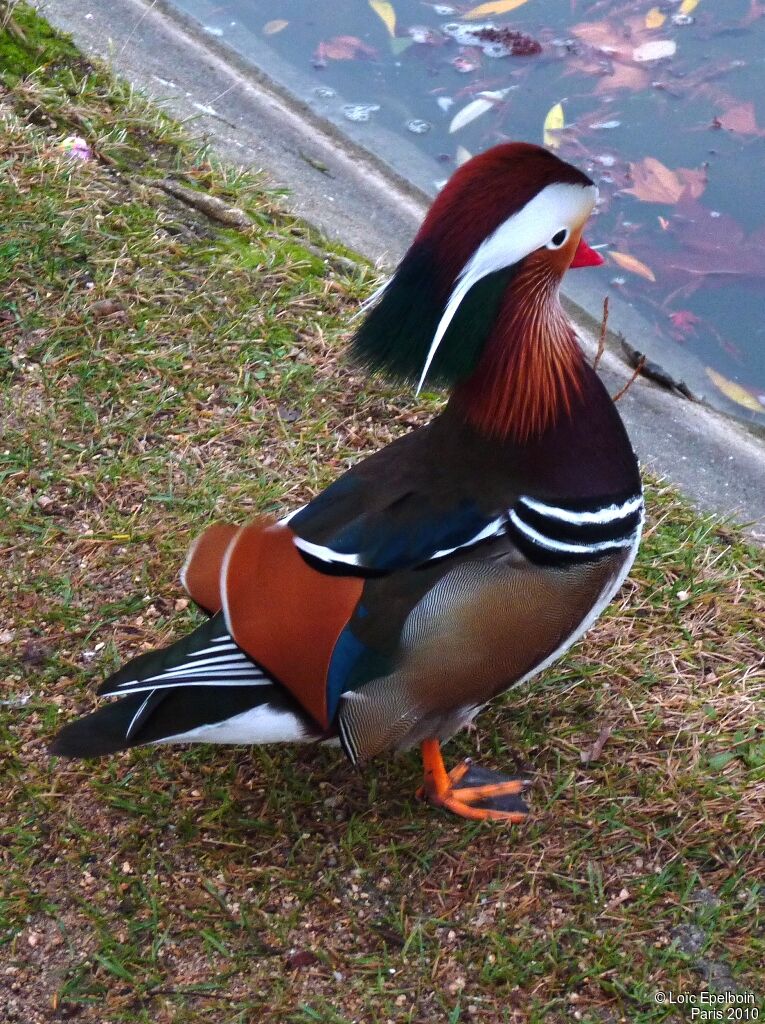 Mandarin Duck