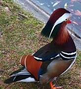 Mandarin Duck