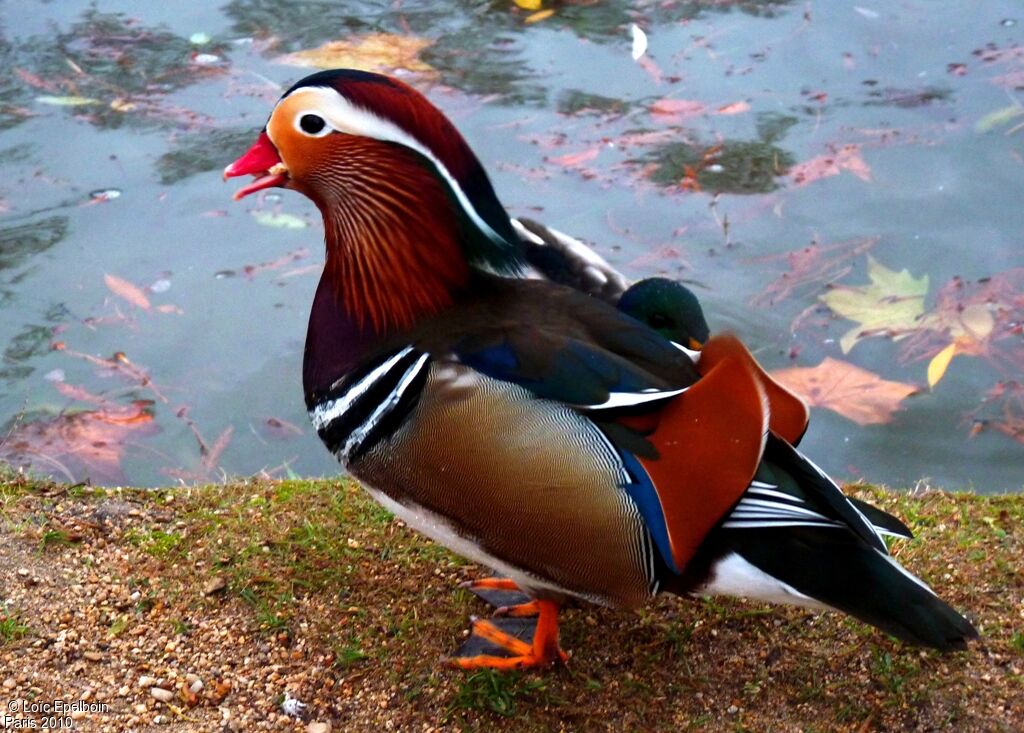 Canard mandarin