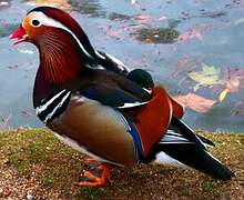 Canard mandarin