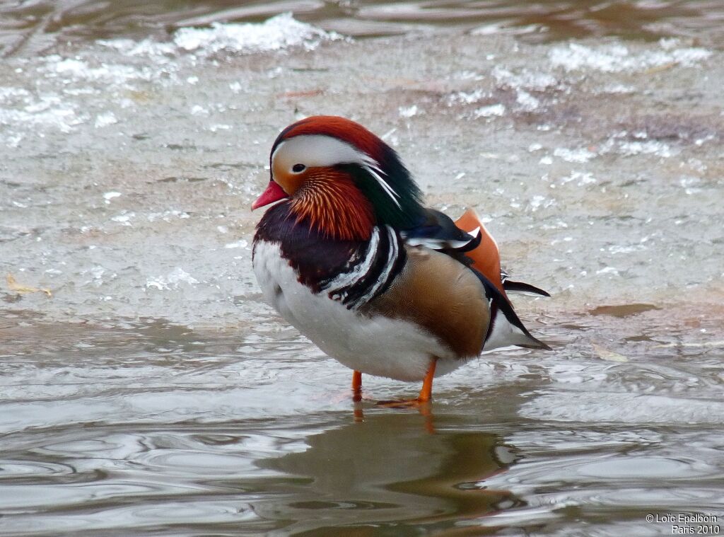 Mandarin Duck