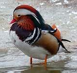 Canard mandarin