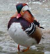 Mandarin Duck