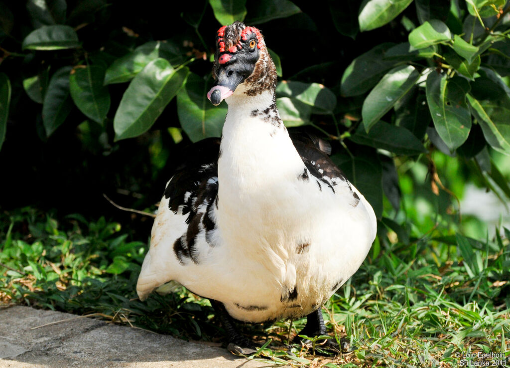 Muscovy Duck