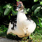 Canard musqué