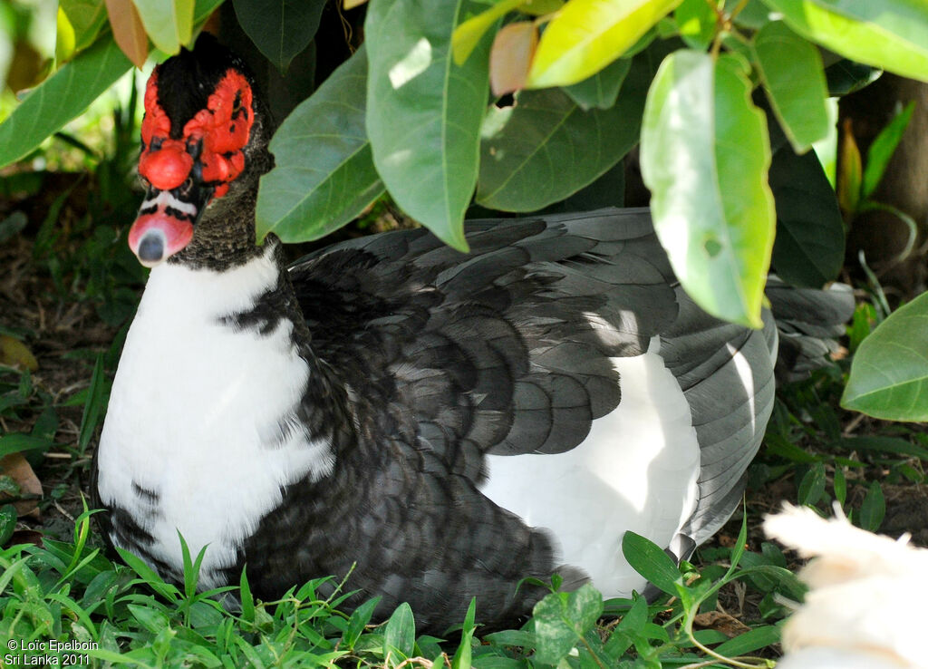 Muscovy Duck