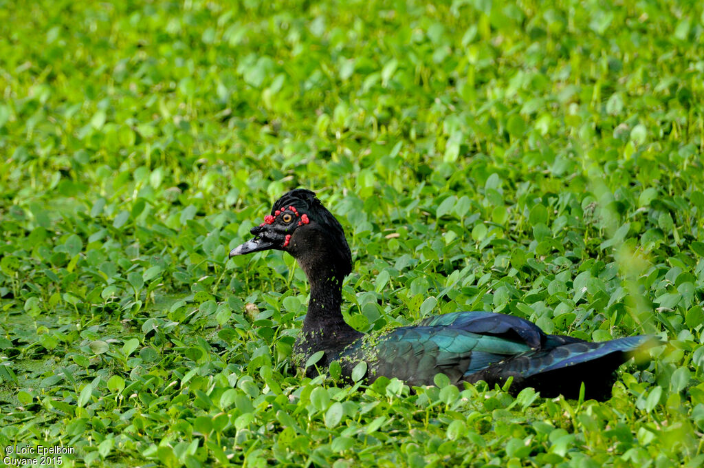 Canard musqué