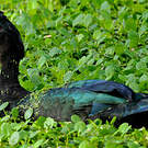 Canard musqué