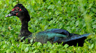 Muscovy Duck