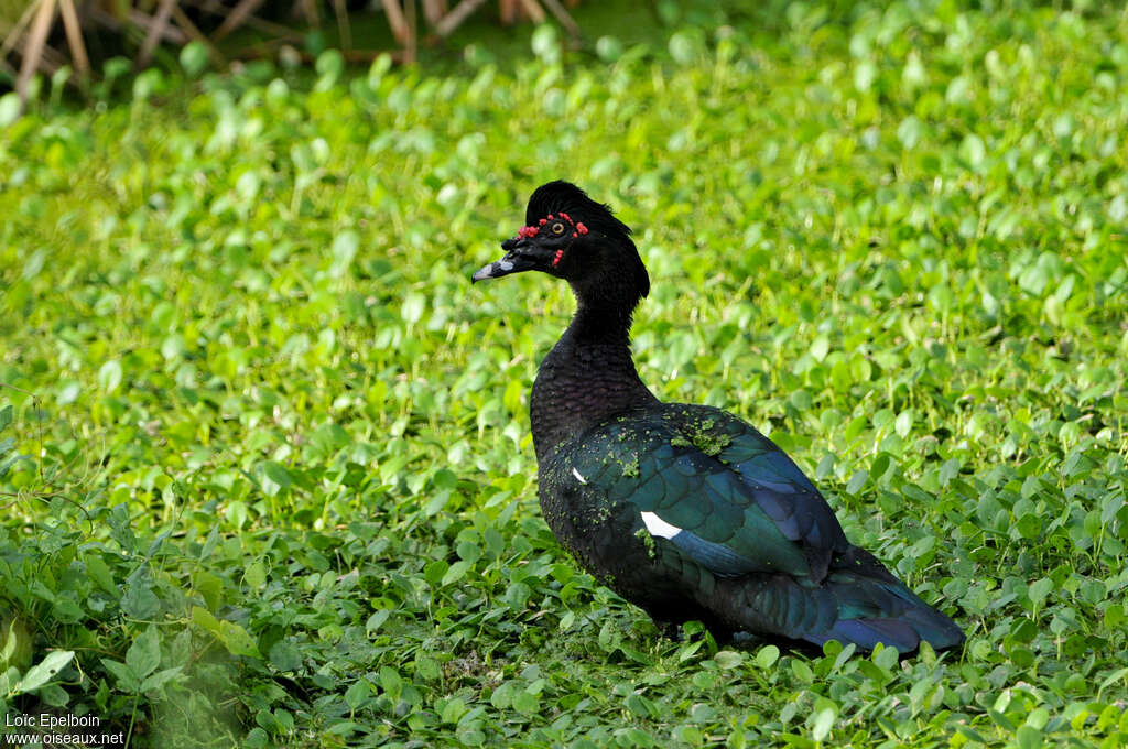 Canard musqué mâle adulte, identification