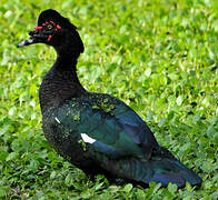 Muscovy Duck