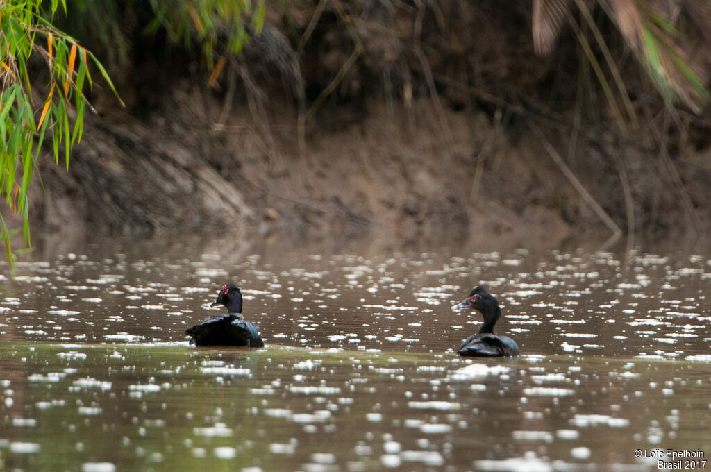 Canard musqué