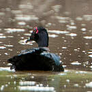 Canard musqué