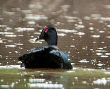 Muscovy Duck