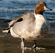 Northern Pintail