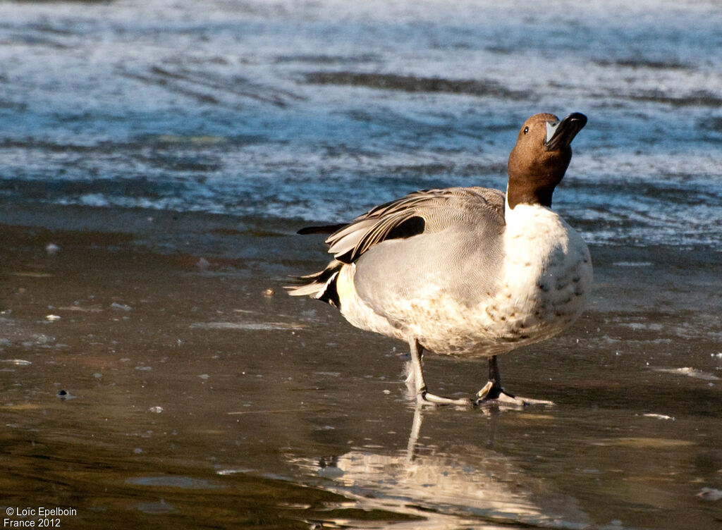 Canard pilet