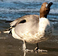 Northern Pintail