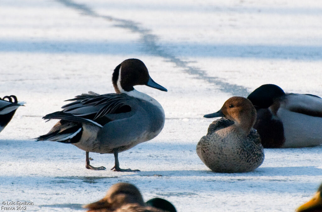 Canard pilet