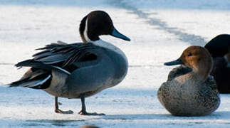 Northern Pintail