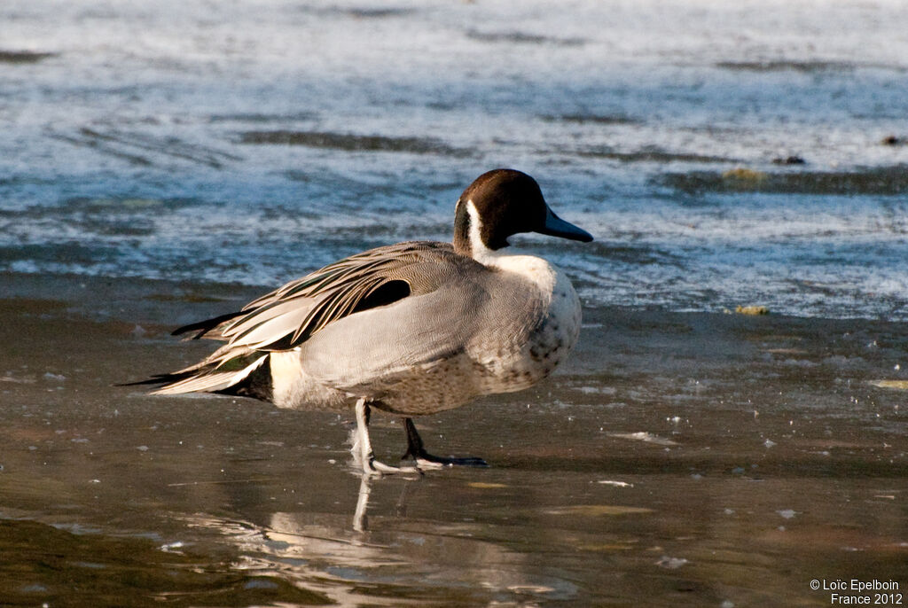 Canard pilet