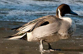 Canard pilet