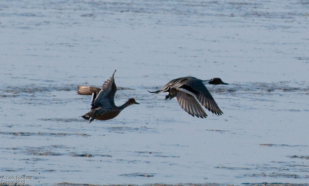 Canard pilet