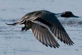 Northern Pintail