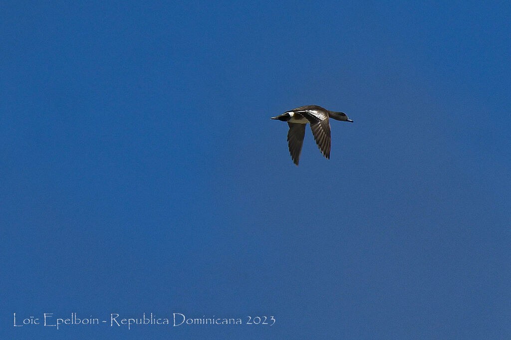 Eurasian Wigeon