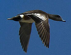 Eurasian Wigeon