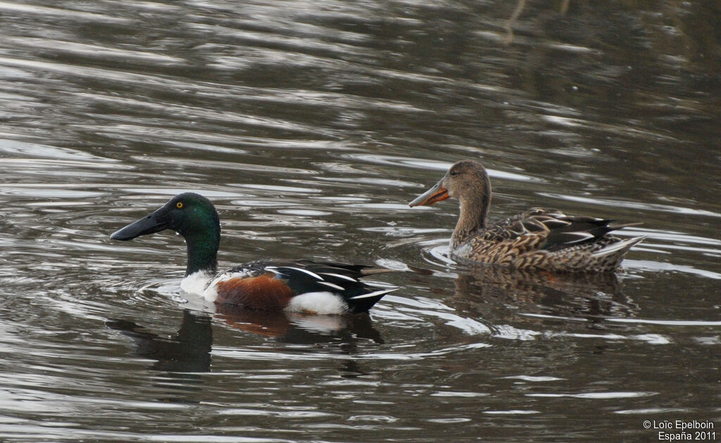 Northern Shoveler