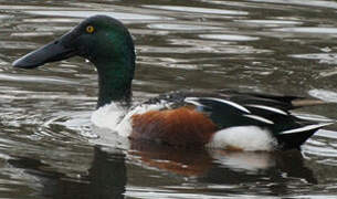 Northern Shoveler