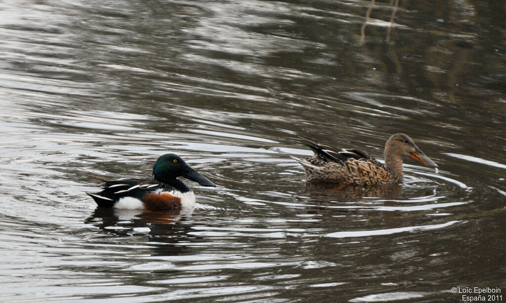 Canard souchet